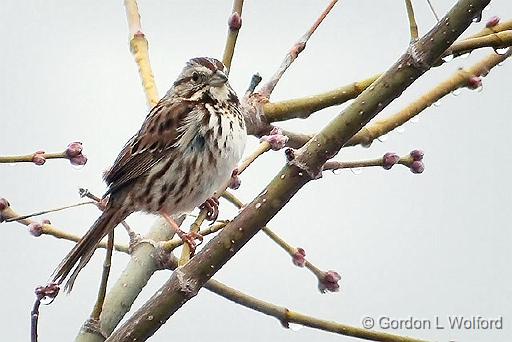 Sparrow In A Tree_DSCF00473BF.jpg - Photographed along the Rideau Canal Waterway at Smiths Falls, Ontario, Canada.